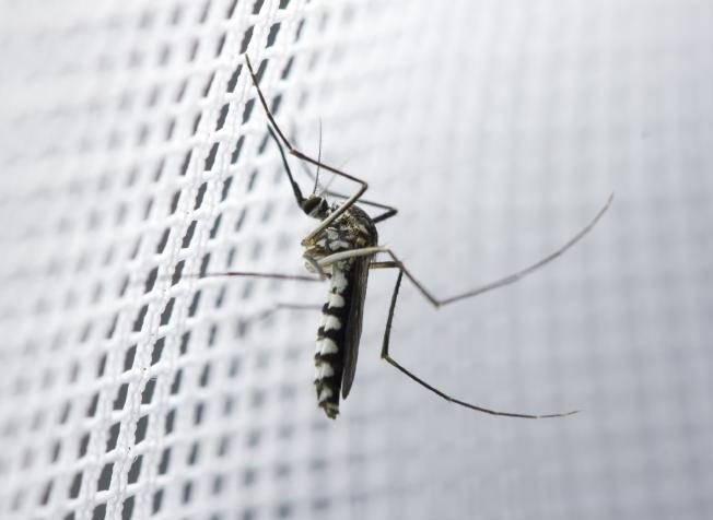 Mosquito-on-Net1-725x483